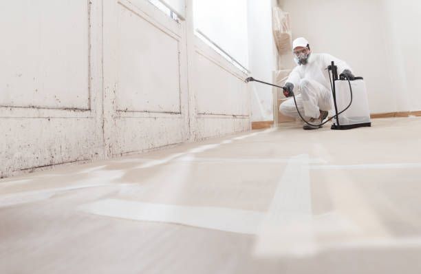 Black mold remediation team in Balm